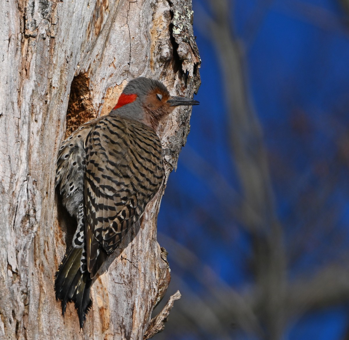 Northern Flicker - ML618268946