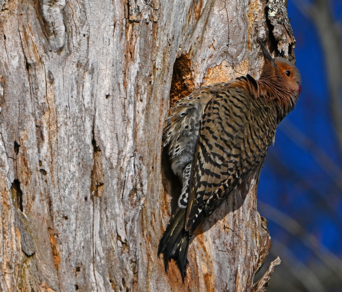 Northern Flicker - ML618268948