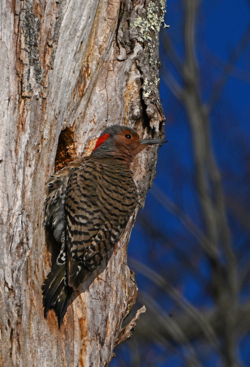 Northern Flicker - ML618268949