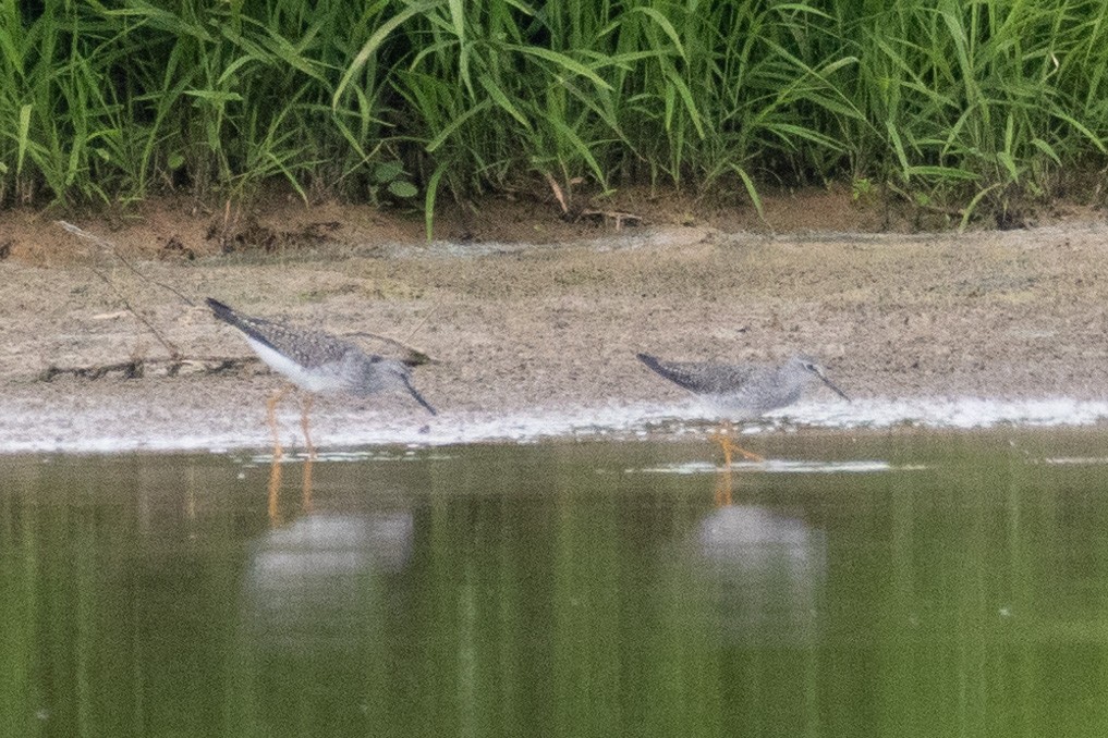Lesser Yellowlegs - ML618268957
