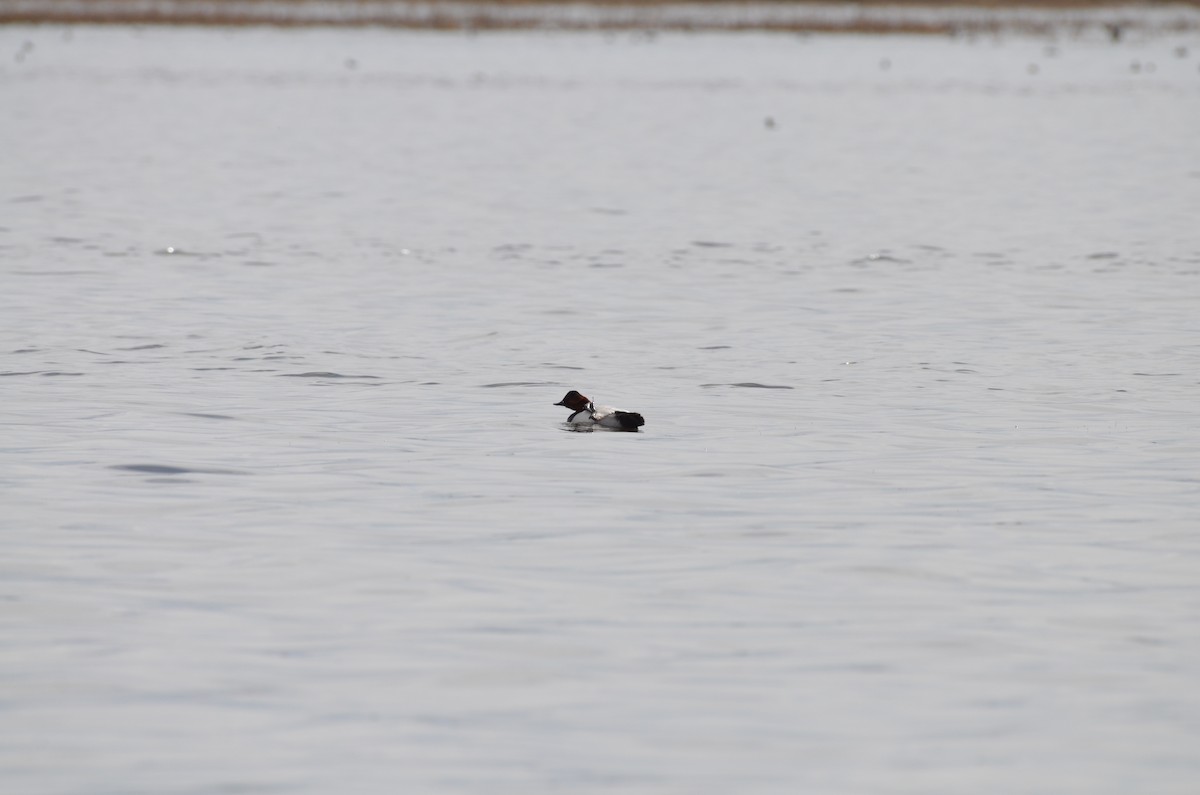 Canvasback - Carmen Tavares