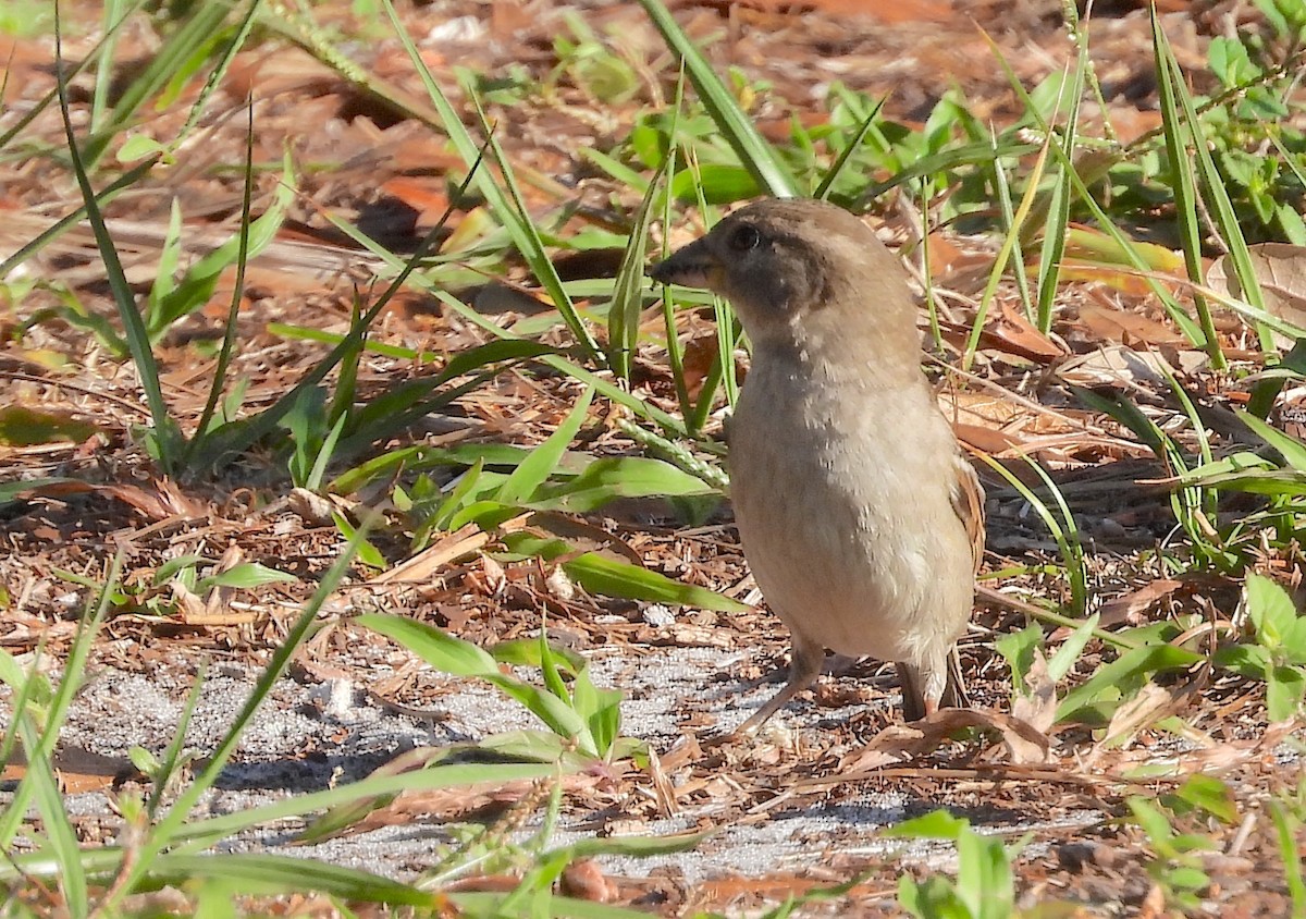 House Sparrow - Christine Rowland