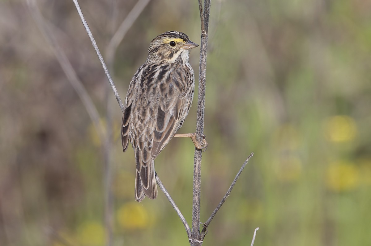 Savannah Sparrow - Michael Todd