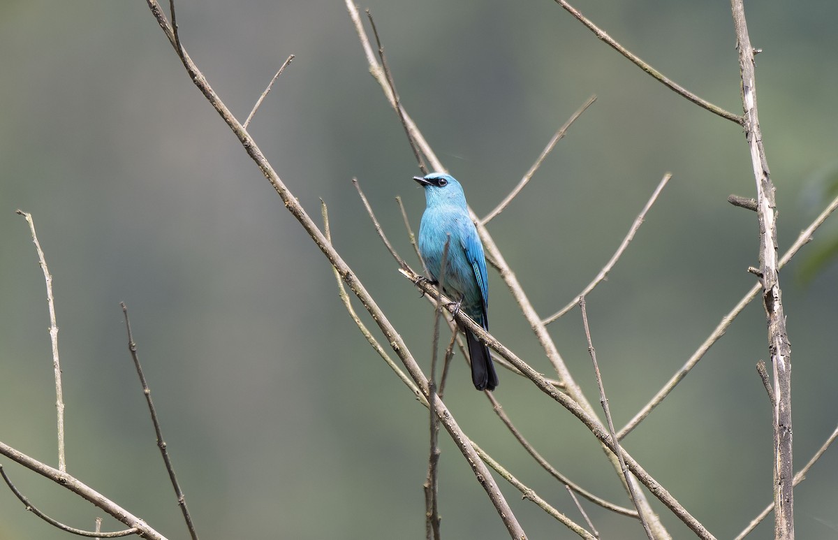 Verditer Flycatcher - Antonio Ceballos Barbancho