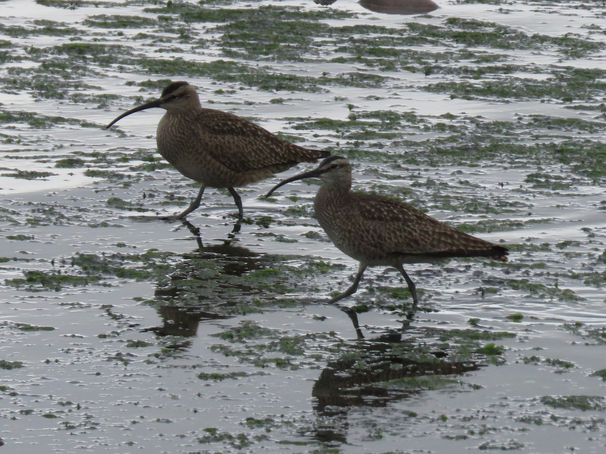 Whimbrel - ML618268988