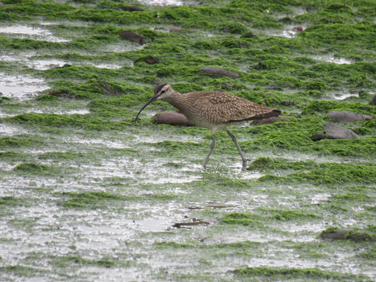 Whimbrel - ML618268990