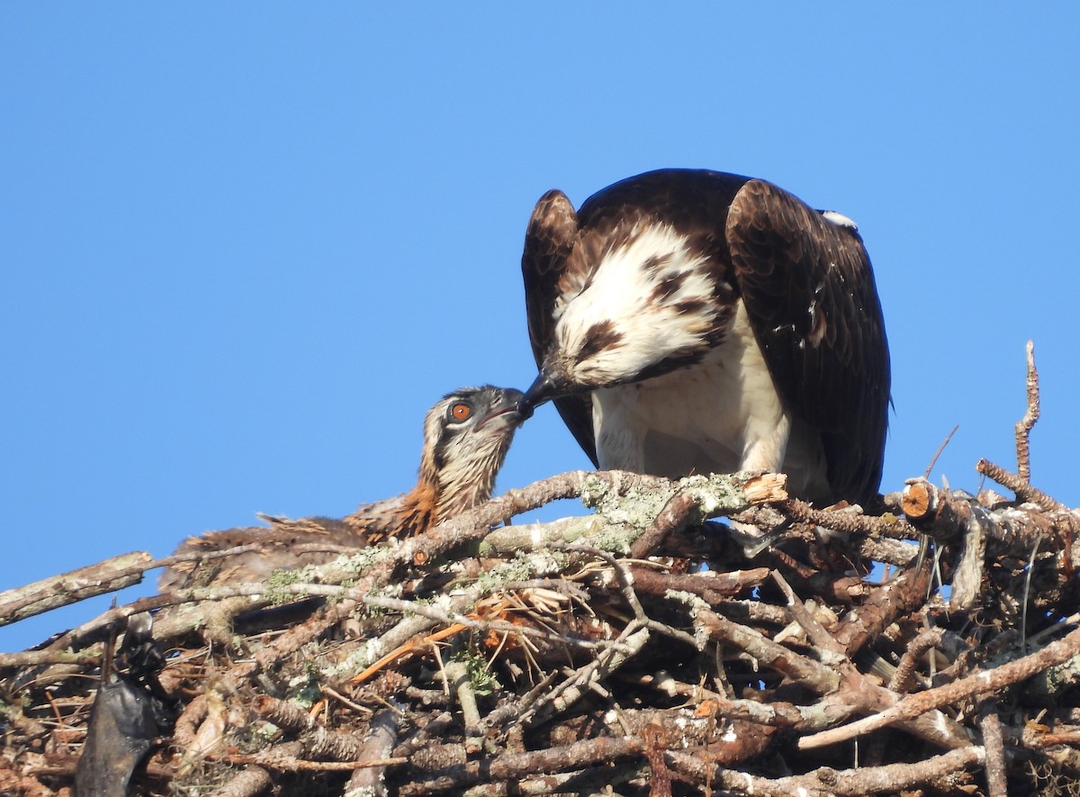 Osprey - Christine Rowland