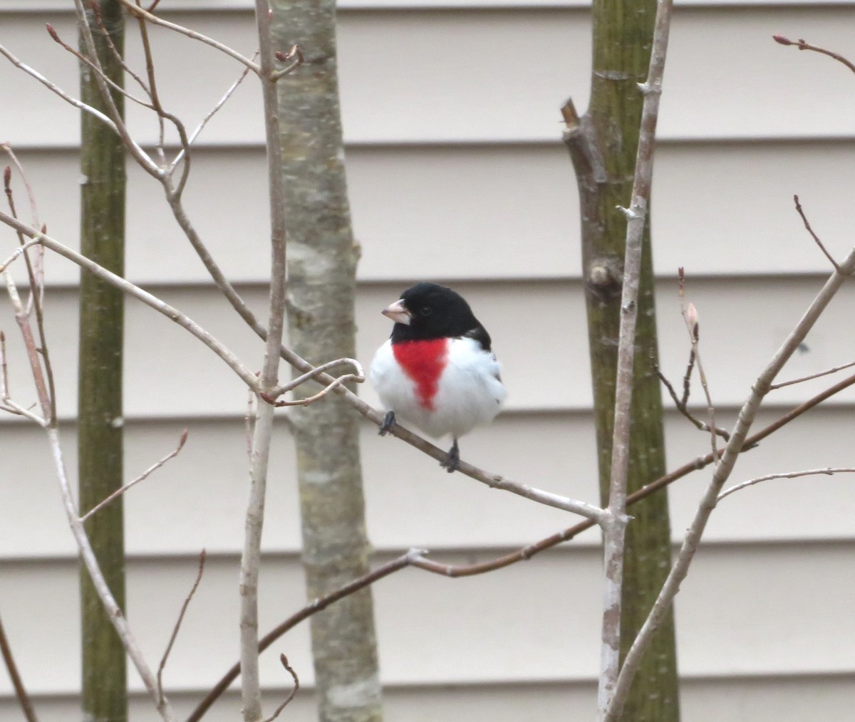 Rose-breasted Grosbeak - Bernie Brown