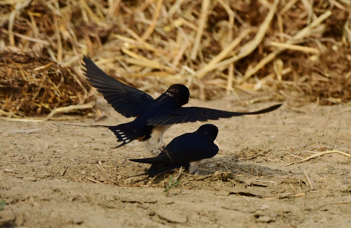 Barn Swallow - ML618269008