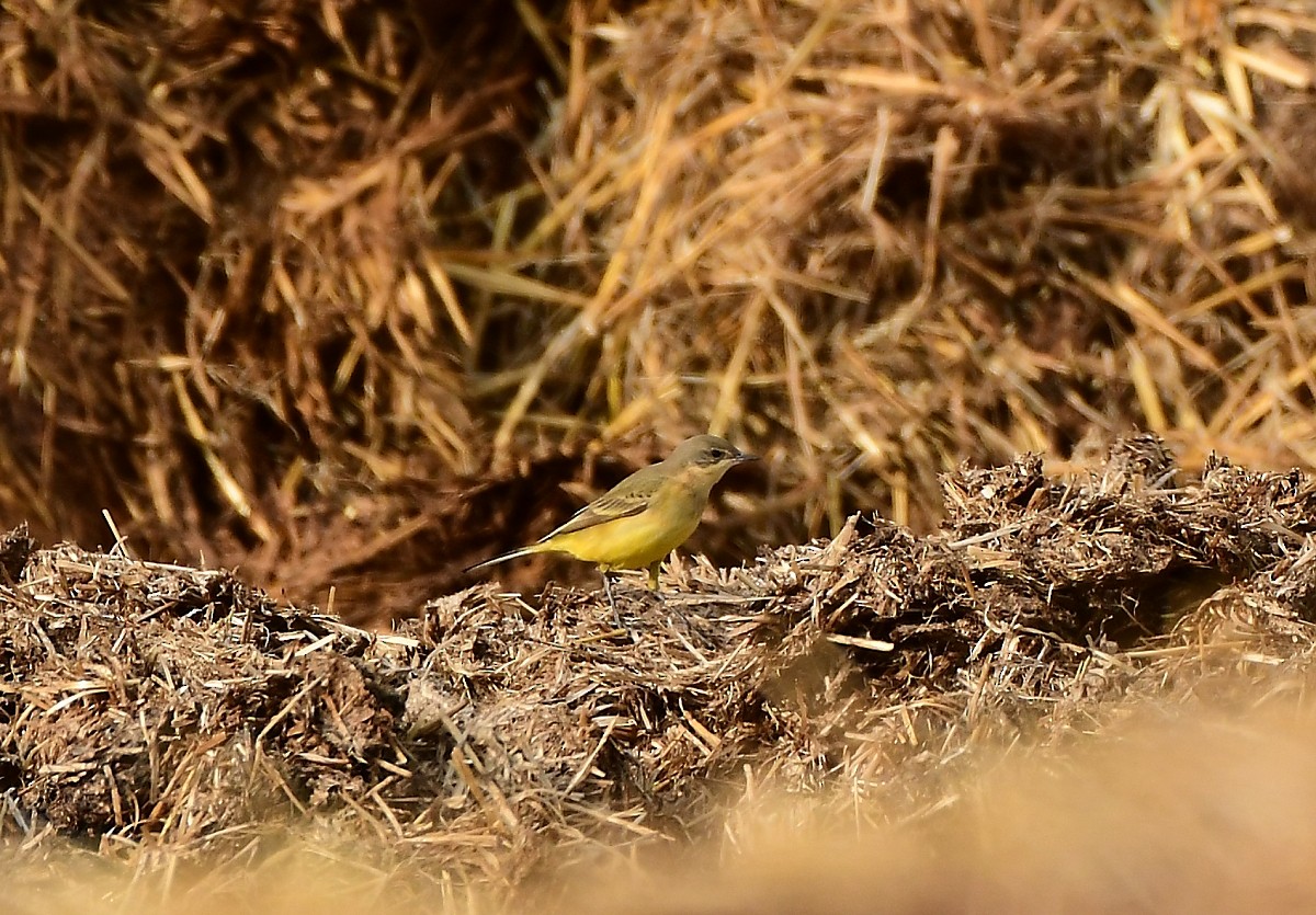 Western Yellow Wagtail - ML618269036