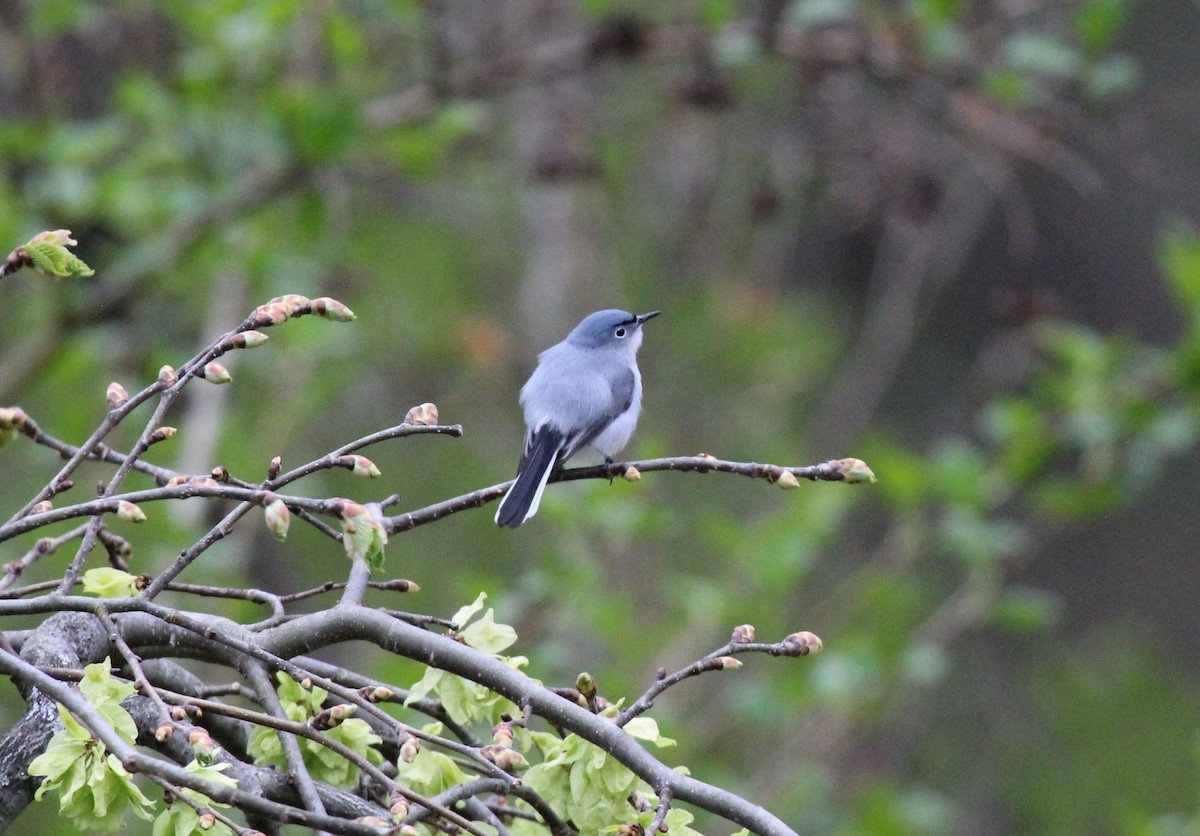 Blue-gray Gnatcatcher - Bradley White