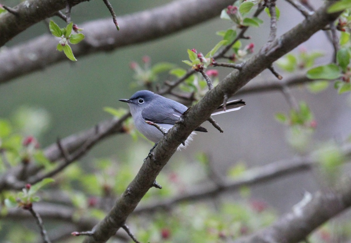 Blue-gray Gnatcatcher - Bradley White