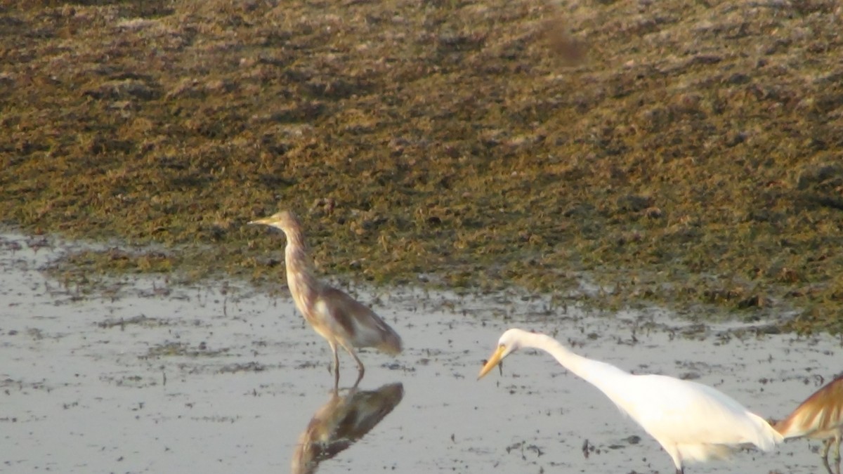 pond-heron sp. - Sudha Parimala