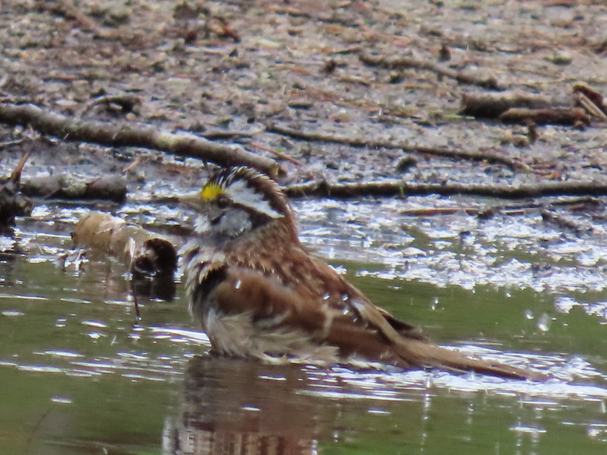 White-throated Sparrow - Ericka Albright