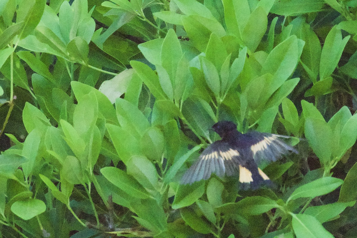 American Redstart - Debbie Metler