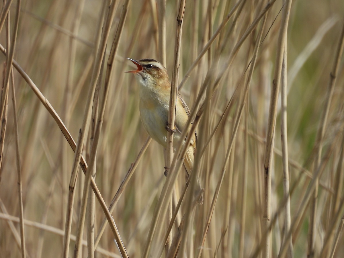 Sedge Warbler - Mark Ton