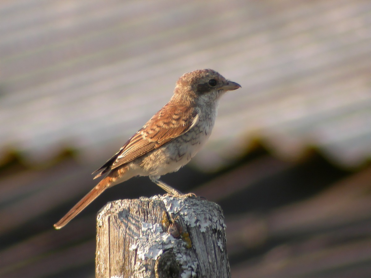 Red-backed Shrike - ML618269101