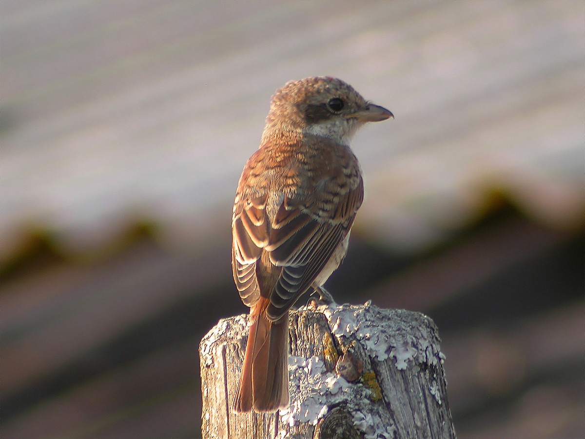 Red-backed Shrike - ML618269102