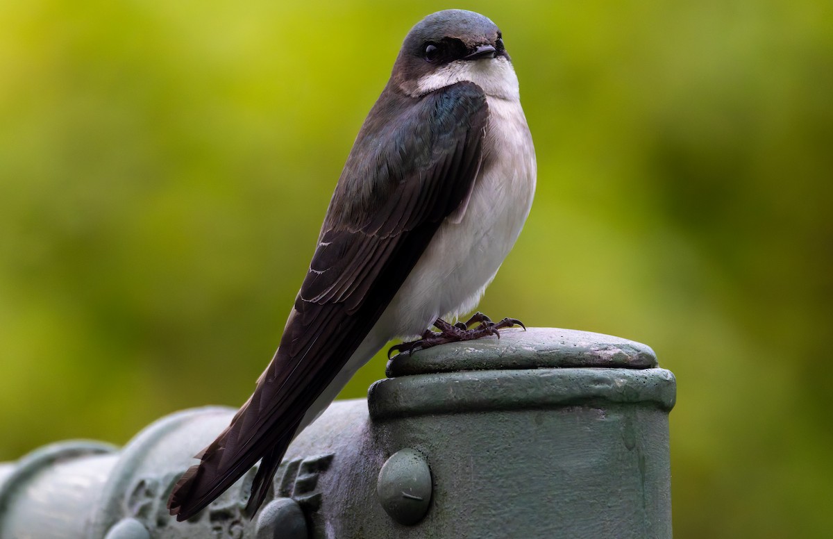 Tree Swallow - ML618269118