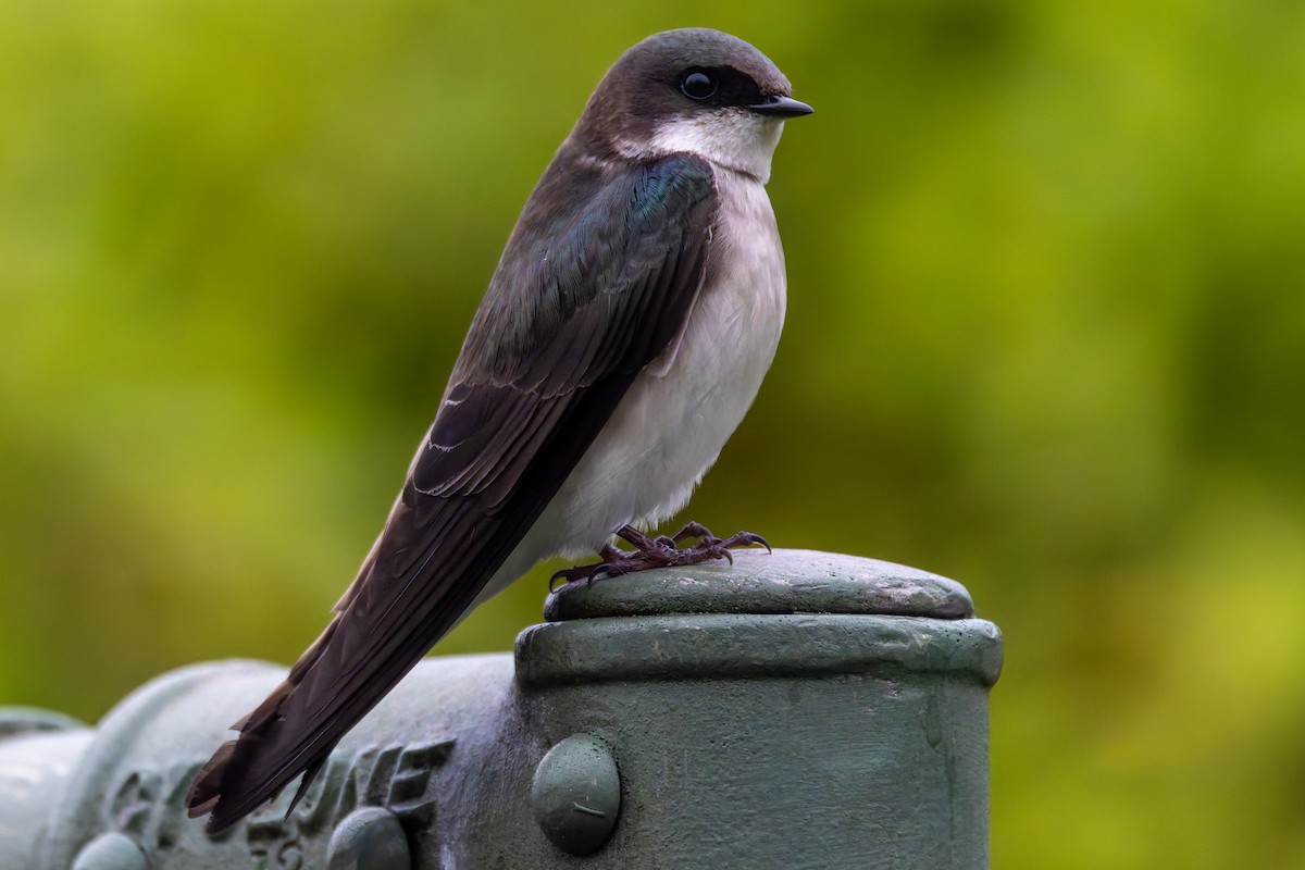 Golondrina Bicolor - ML618269119