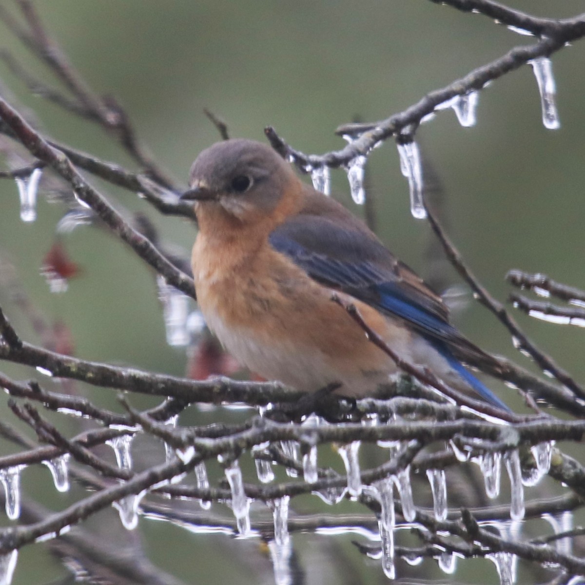 Eastern Bluebird - ML618269187