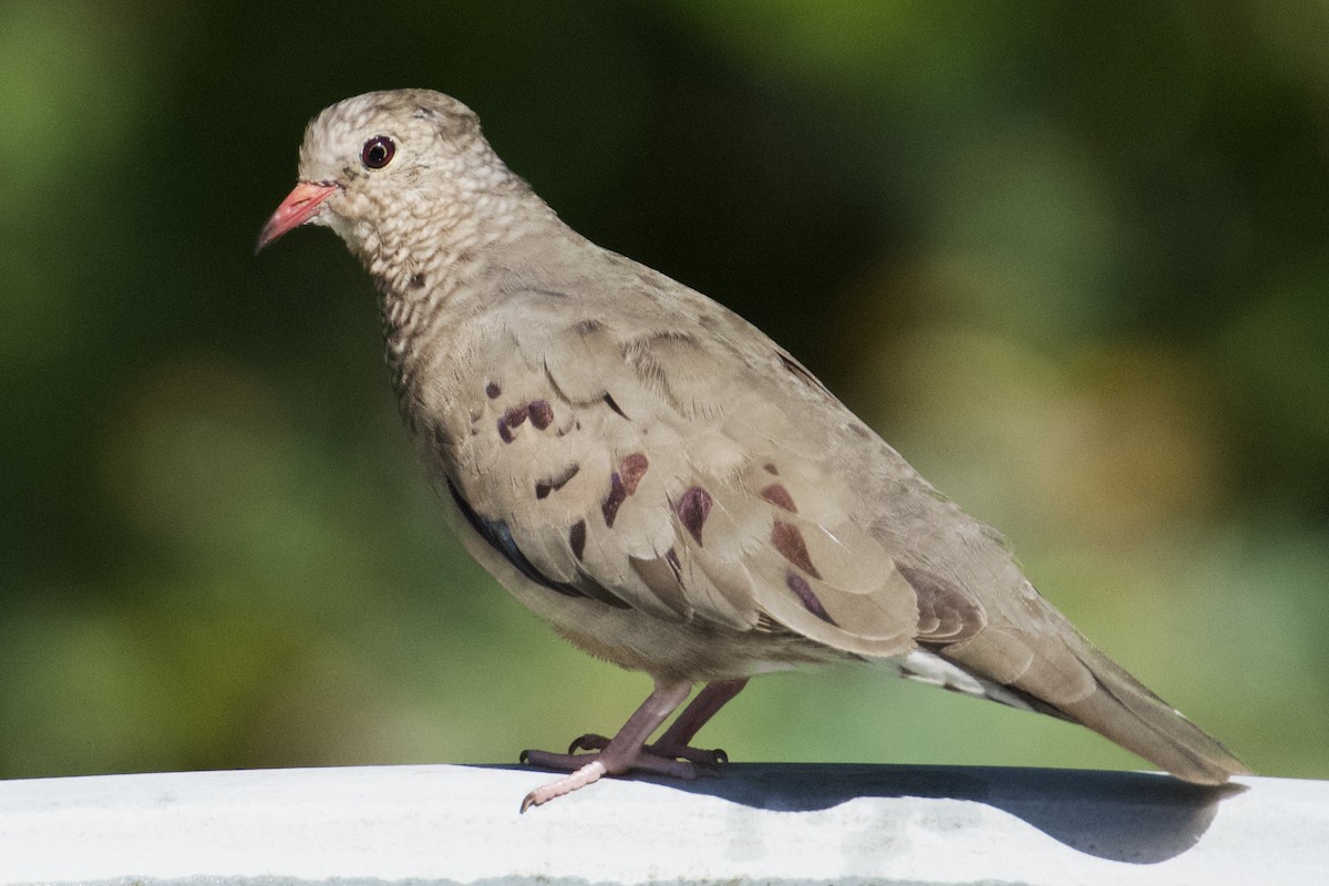 Common Ground Dove - Debbie Metler