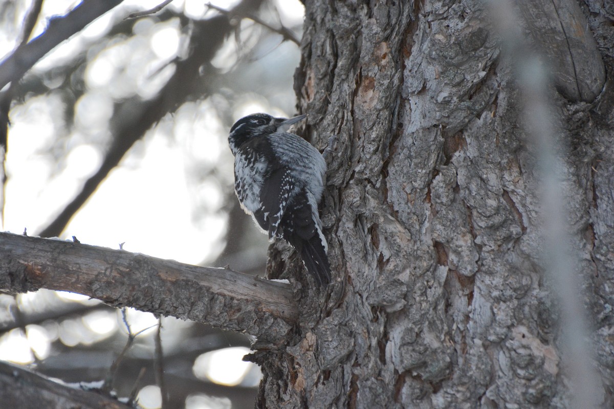 American Three-toed Woodpecker - ML618269189