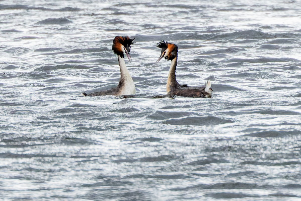 Great Crested Grebe - Gabi Uhrova