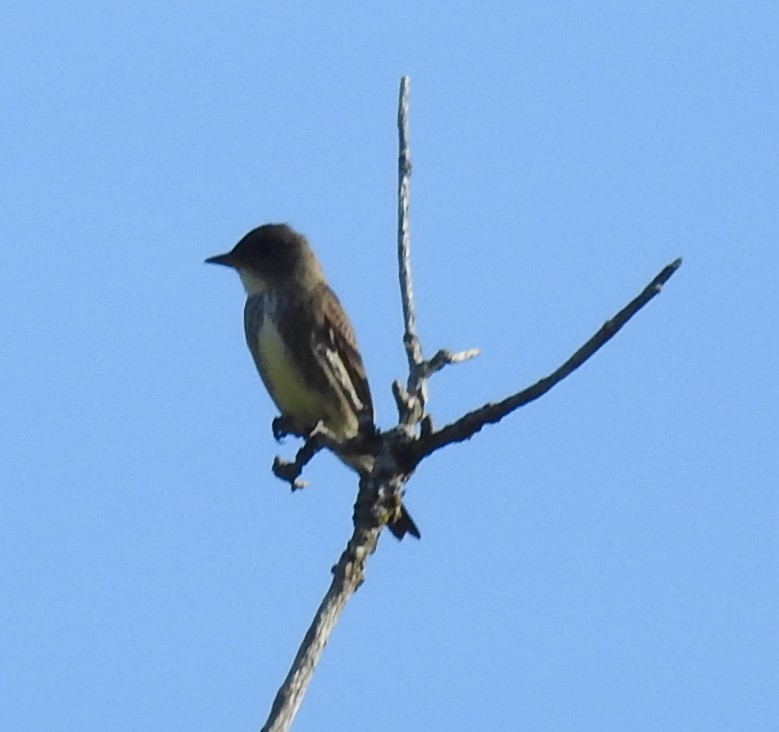 Olive-sided Flycatcher - ML618269211