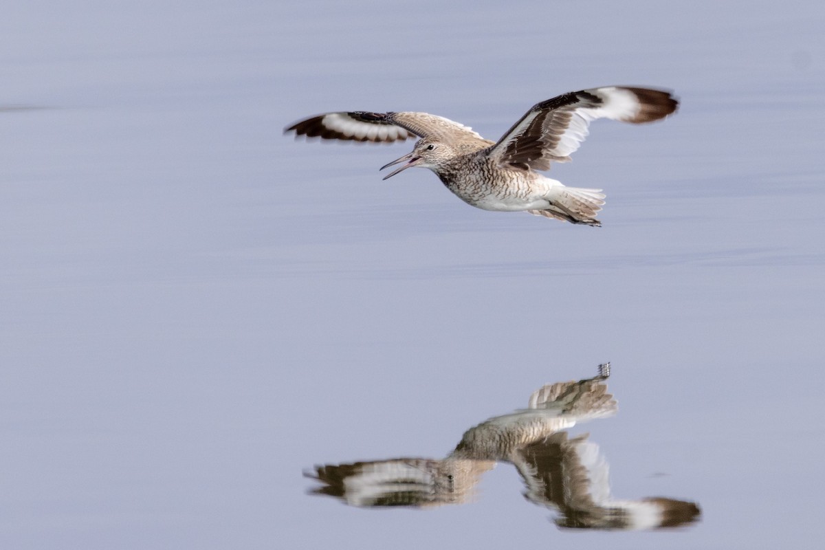 Willet - Stinky Bird