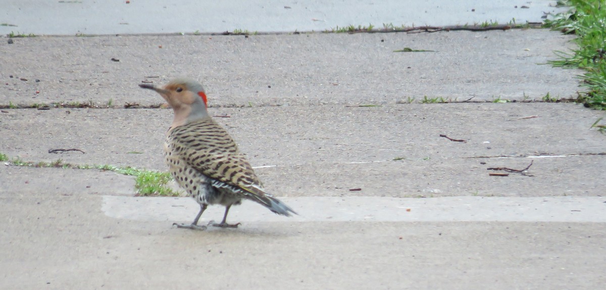 Northern Flicker - Katherine Holmes