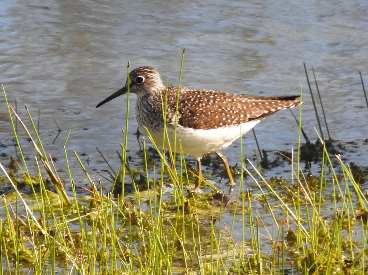 Solitary Sandpiper - ML618269247