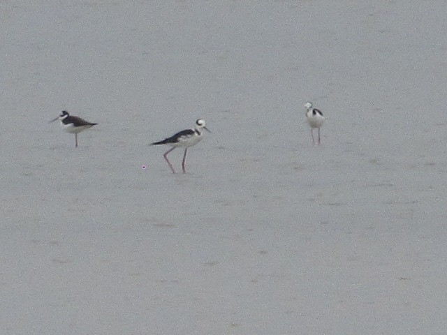 Black-necked Stilt - Hugo Rodriguez