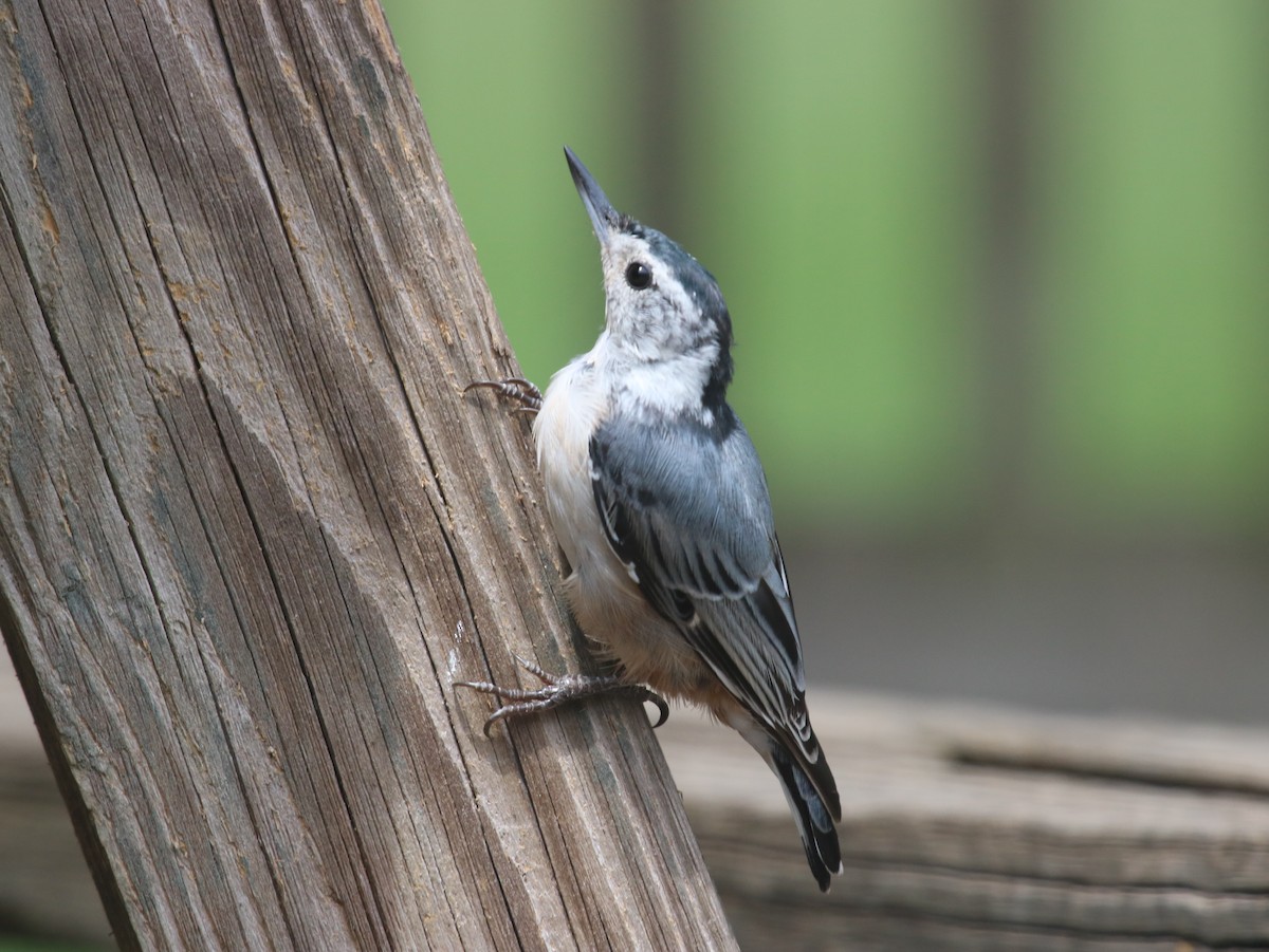 White-breasted Nuthatch - Ruth Wiebe