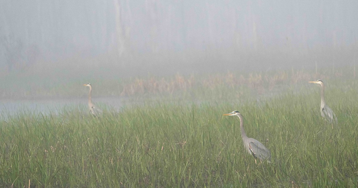 Great Blue Heron - Kimberly Boal