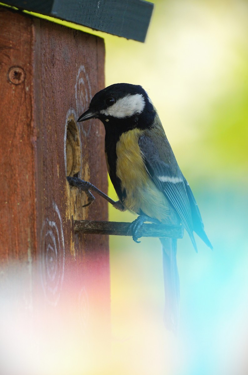 Great Tit - Wibke Friedrich