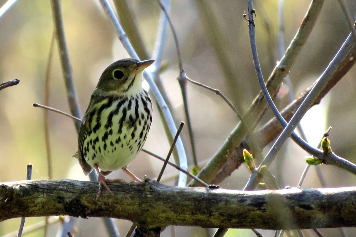 Ovenbird - ML618269330