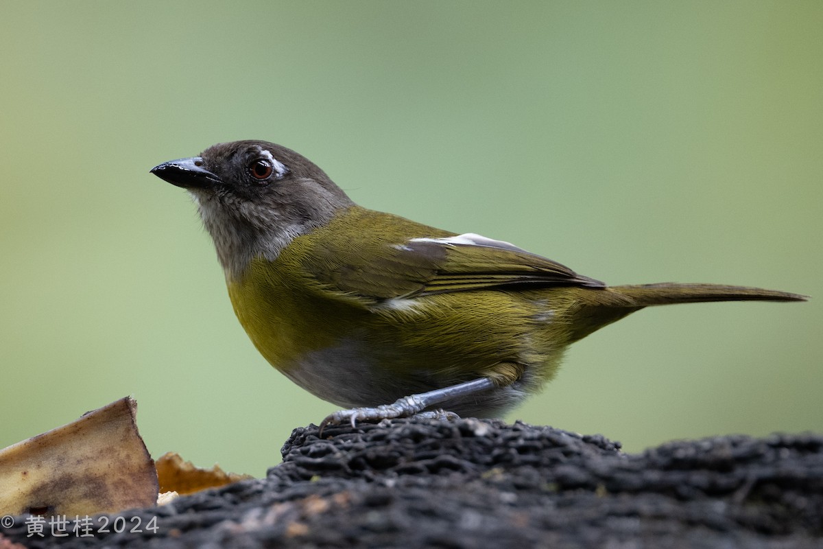 Common Chlorospingus - Shigui Huang