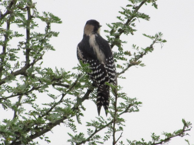 White-fronted Woodpecker - Hugo Rodriguez