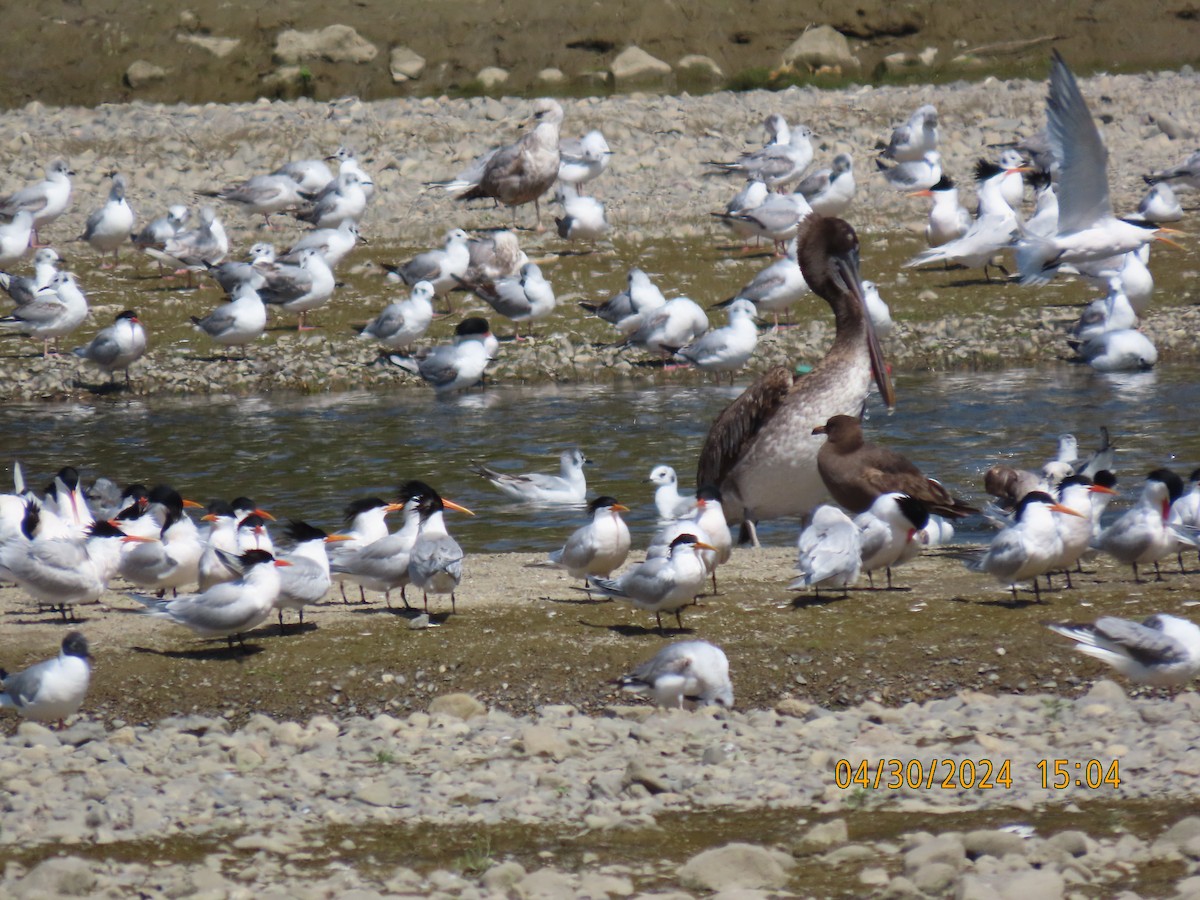 Heermann's Gull - Dawn Garcia