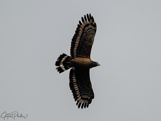 Crested Serpent-Eagle - JAYANT PHULKAR