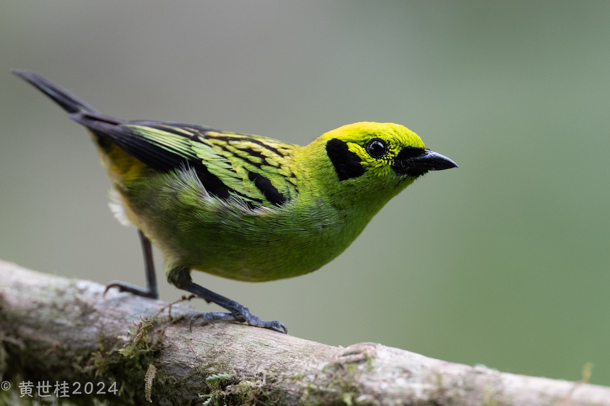 Emerald Tanager - Shigui Huang