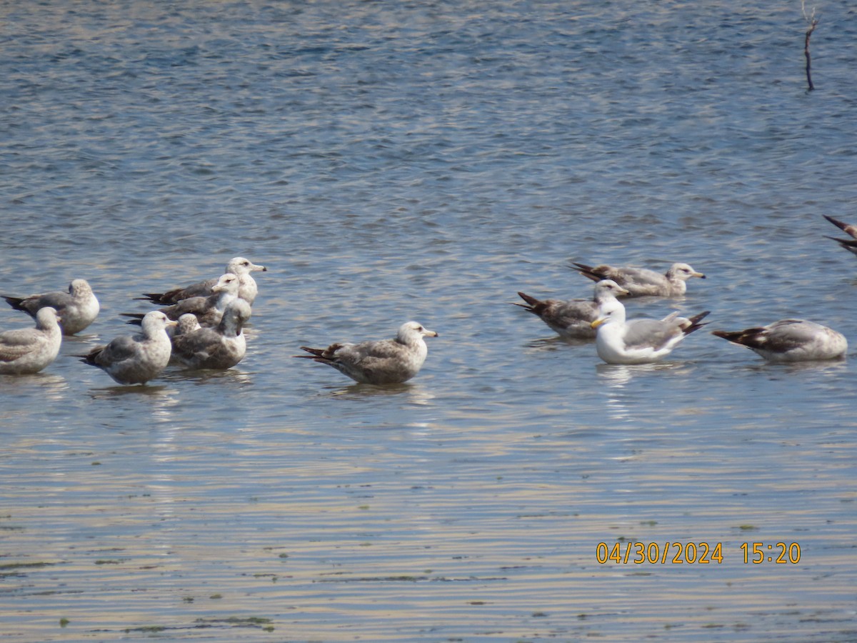 California Gull - ML618269388