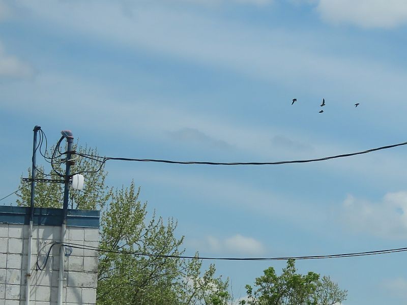 Chimney Swift - Tracy The Birder