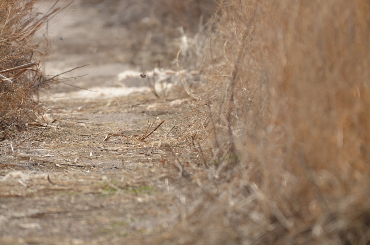 Song Sparrow - Carmen Tavares