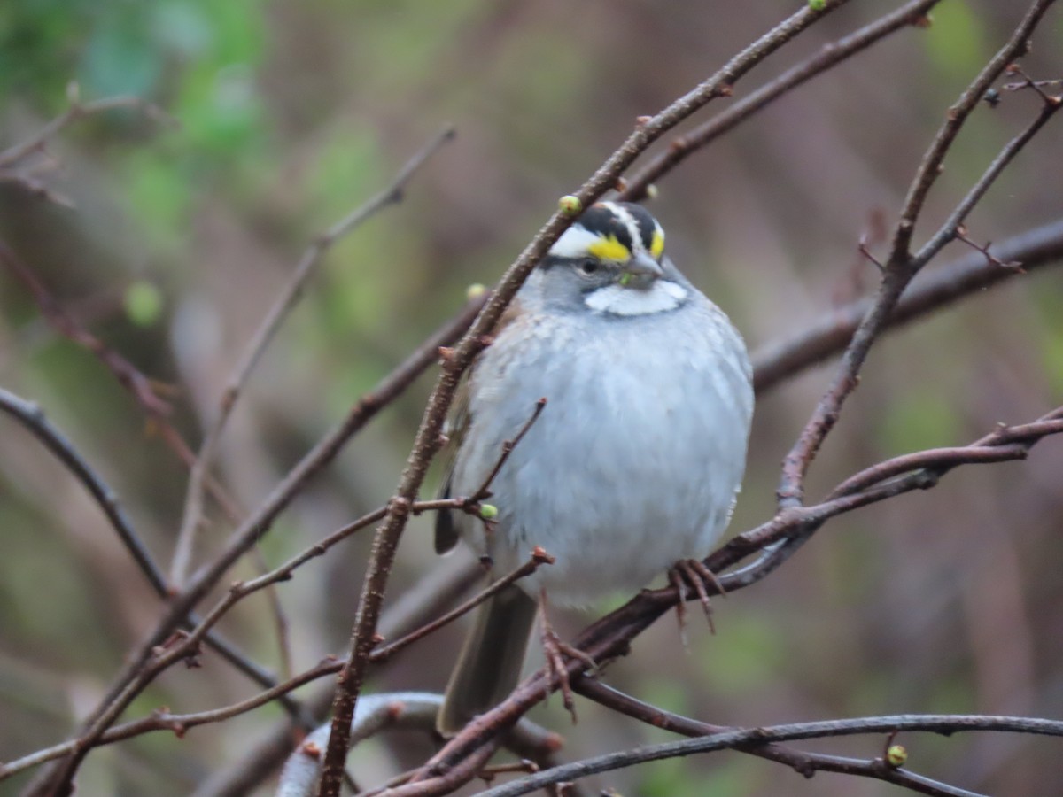 White-throated Sparrow - David Williams