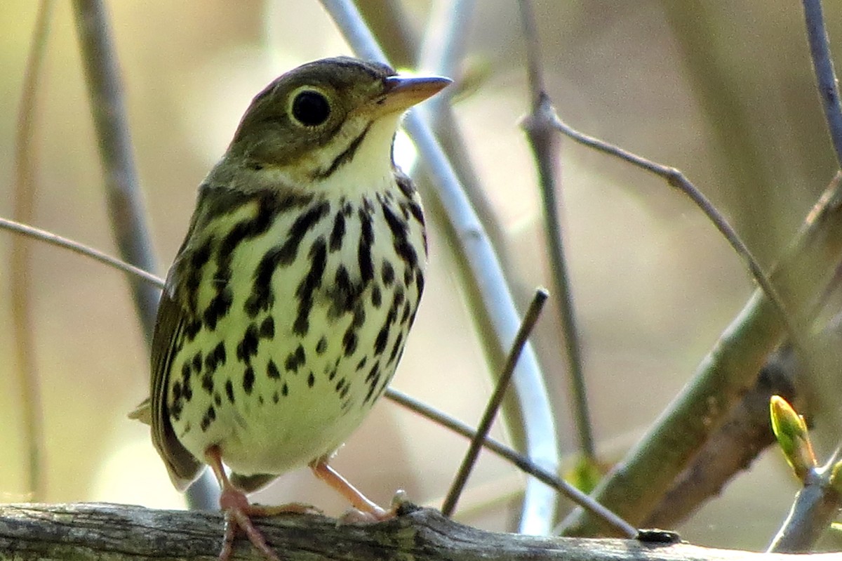 Ovenbird - ML618269435