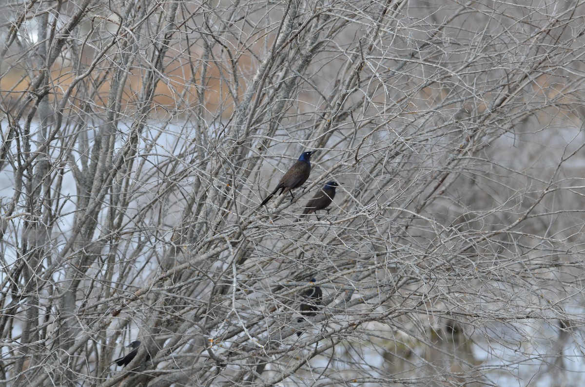 Common Grackle - Carmen Tavares