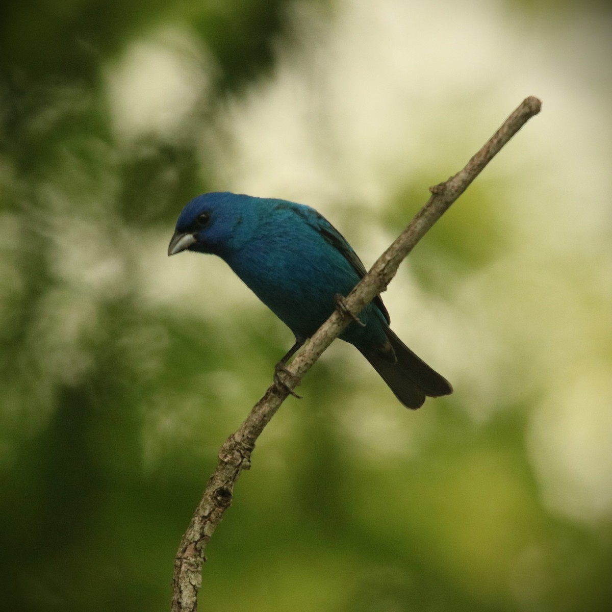 Indigo Bunting - ML618269455