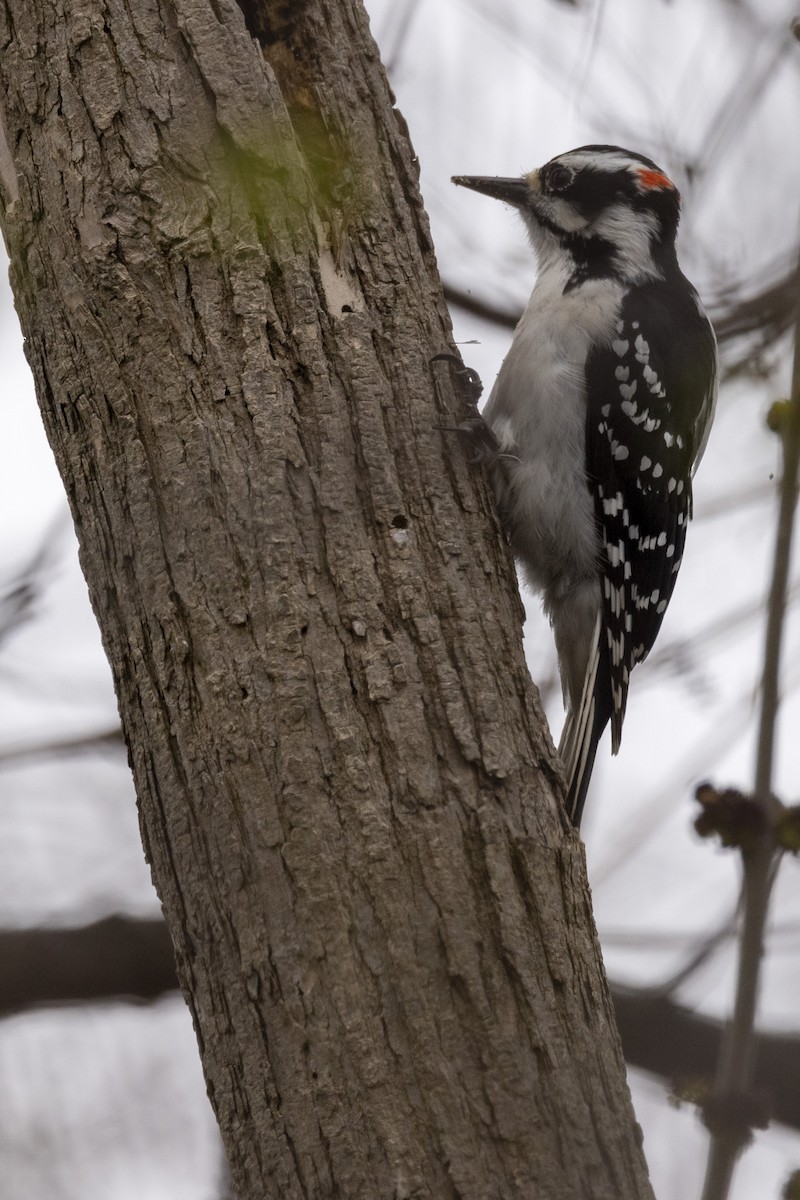 Hairy Woodpecker - Ed kendall